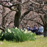 大阪城 梅林　水仙（２０２５年２月２７日）