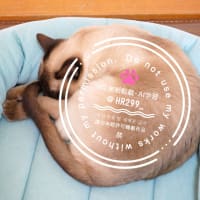 今日の寝子