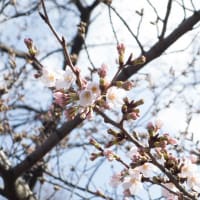 上野公園で桜が開花