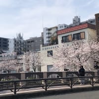 横浜大岡川の桜
