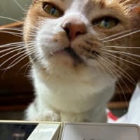 6月のぬこ（ミケ特集）
