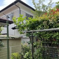 柿の木の剪定