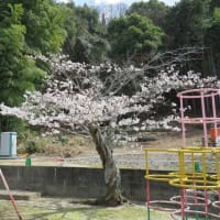 桜の老朽化で