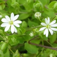 5月の白花ナデシコ科