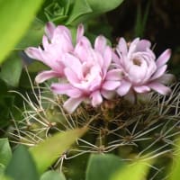 サボテンの花