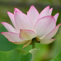 蓮の花との出会い