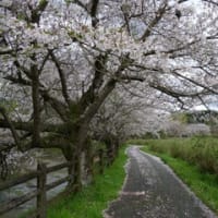 明日香村の「桜景色・２０２４」