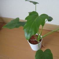 アイビー ハーレキン 葉っぱのギャラリー 植物の成長をあたたかく見守りつつ写真におさめていくブログ アイビー ハーレキン 葉っぱのギャラリー 植物の成長をあたたかく見守りつつ写真におさめていくブログ