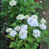 我が家の「アジサイ」もようやく開花。