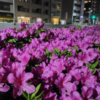 野毛・翠葉 で 五目チャーハン