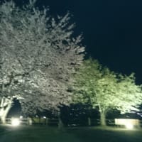 "さくらの丘” の夜桜は ひっそりと、でも力強く 咲いていました・・・寒河江公園