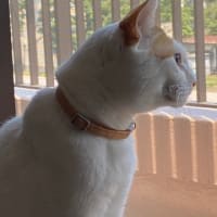 猫のいる生活，完結