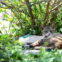 九州F島の猫たち　2025年4月　その9