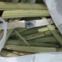 初山歩は山菜採り
