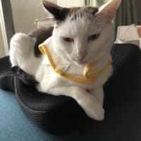 なな、お誕生日おめでとう