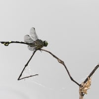 ウチワヤンマ