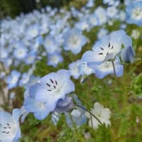 青い花「ネモフィラ」が見頃です★