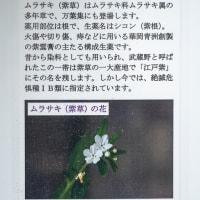 いろどりは初夏へ。