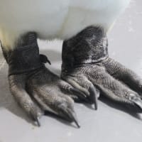 何ペンギンの足？　２