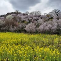 映画「シェアの法則」鑑賞会と花見山公園