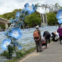 お花見いろいろ