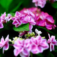 古刹を彩る紫陽花-奈良県明日香村：岡寺