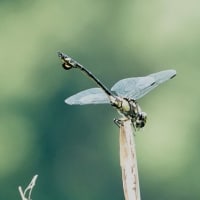 ウチワヤンマ