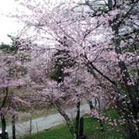 桂ヶ岡公園の桜