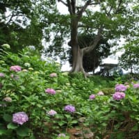 多摩川台公園あじさい園　　水生植物園の睡蓮が一面咲く　　　　９