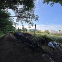 散歩道の風景　2024年12月～2025年7月　　＃2　玉川上水　緑道