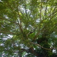 森稲妻神社の御神木と森殿原の宝塔
