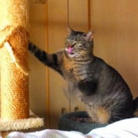 ミミの日