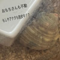 ふぶきちゃん、脱皮中