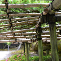 洛西　　善峯寺　あじさい