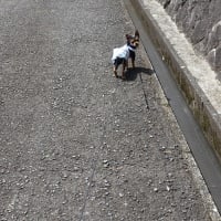 ター坊とお墓参り
