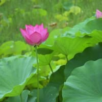 ハスの花盛り　農業センター　2025/07/12（鹿児島）