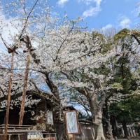 靖国神社の桜1　標本木