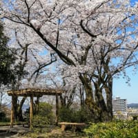 桜の古城公園