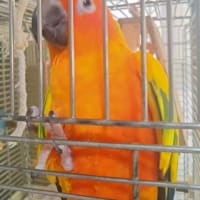 新居にやっと引っ越したチロ
