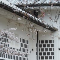 金沢城公園と兼六園の桜
