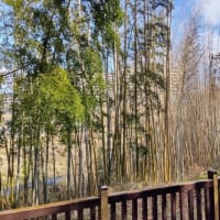 境川沿いの緑地化：竹林の約半分が枯れ