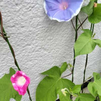 ”２５年梅雨明ける。