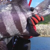 石鯛釣り
