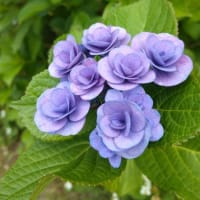 梅雨・梅の実色づいて。