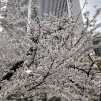 アークヒルズの休日　桜と音楽とビストロランチ