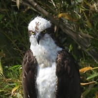 ミサゴが出張サービス？