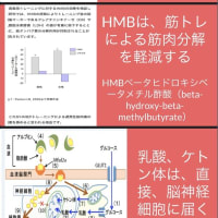 乳酸は運動時、脳の重要なエネルギーになるのをご存じ？