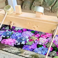 花に癒されて💖