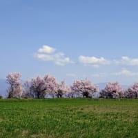 安曇野も桜満開