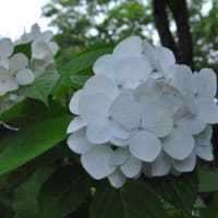 多摩川台公園あじさい園　　水生植物園ビヨウヤナギと睡蓮　　　　11